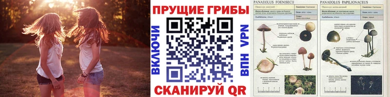 Купить где  Ликино-Дулёво  Псилоцибиновые грибы Psilocybine cubensis 